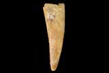 Fossil Pterosaur (Siroccopteryx) Tooth - Morocco #159110-1
